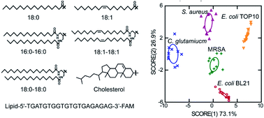 Graphical abstract: Efficient and selective DNA modification on bacterial membranes