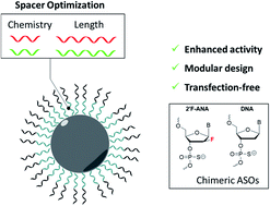 Graphical abstract: Design and enhanced gene silencing activity of spherical 2′-fluoroarabinose nucleic acids (FANA-SNAs)
