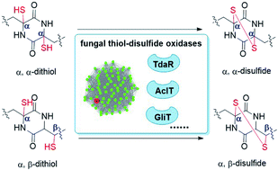 Graphical abstract: New insights into the disulfide bond formation enzymes in epidithiodiketopiperazine alkaloids