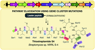 Graphical abstract: Understanding thioamitide biosynthesis using pathway engineering and untargeted metabolomics