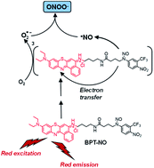 Graphical abstract: A generator of peroxynitrite activatable with red light