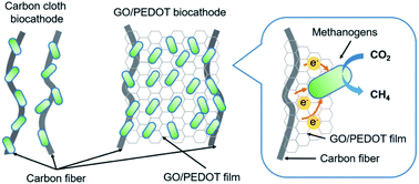 Graphical abstract: GO/PEDOT modified biocathodes promoting CO2 reduction to CH4 in microbial electrosynthesis