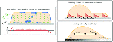 Graphical abstract: How many ways a cell can move: the modes of self-propulsion of an active drop