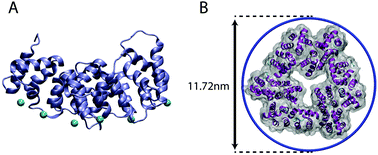 Graphical abstract: Annexin A4 trimers are recruited by high membrane curvatures in giant plasma membrane vesicles