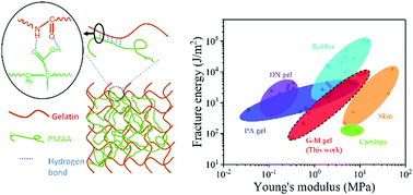 Graphical abstract: Developing super tough gelatin-based hydrogels by incorporating linear poly(methacrylic acid) to facilitate sacrificial hydrogen bonding