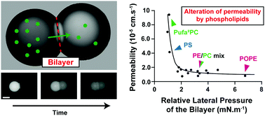 Graphical abstract: Membrane determinants for the passive translocation of analytes through droplet interface bilayers