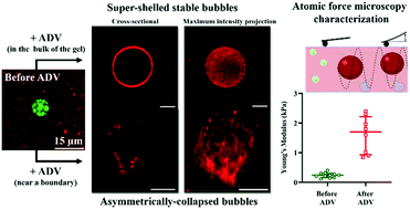 Graphical abstract: Spatiotemporal control of micromechanics and microstructure in acoustically-responsive scaffolds using acoustic droplet vaporization