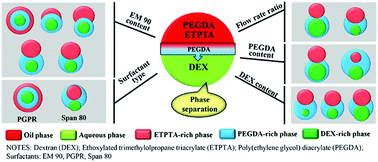 Graphical abstract: Complex emulsions for shape control based on mass transfer and phase separation