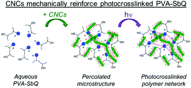 Graphical abstract: Cellulose nanocrystals for gelation and percolation-induced reinforcement of a photocurable poly(vinyl alcohol) derivative