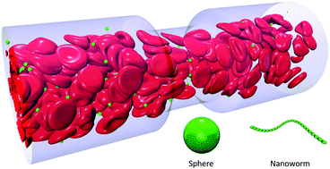 Graphical abstract: Red blood cell hitchhiking enhances the accumulation of nano- and micro-particles in the constriction of a stenosed microvessel