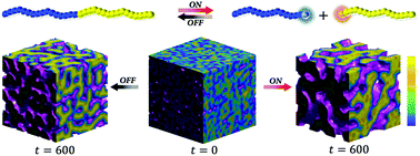 Graphical abstract: Photo-induced bond breaking during phase separation kinetics of block copolymer melts: a dissipative particle dynamics study