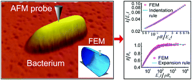 Graphical abstract: Measurement of the interconnected turgor pressure and envelope elasticity of live bacterial cells