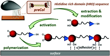 Graphical abstract: Implementing Zn2+ ion and pH-value control into artificial mussel glue proteins by abstracting a His-rich domain from preCollagen