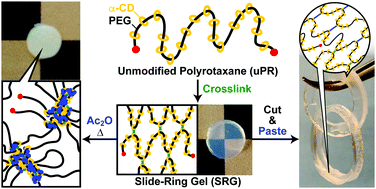 Graphical abstract: Post-synthesis modification of slide-ring gels for thermal and mechanical reconfiguration