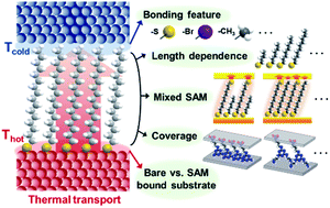 Graphical abstract: Thermal conductance in single molecules and self-assembled monolayers: physicochemical insights, progress, and challenges