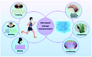 Graphical abstract: A DNA-inspired hydrogel mechanoreceptor with skin-like mechanical behavior