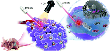 Graphical abstract: Theranostic nanoparticles enabling the release of phosphorylated gemcitabine for advanced pancreatic cancer therapy