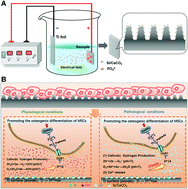 Graphical abstract: Osteogenic differentiation of mesenchymal stem cells by silica/calcium micro-galvanic effects on the titanium surface