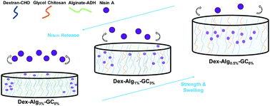 Graphical abstract: Tuning the strength and swelling of an injectable polysaccharide hydrogel and the subsequent release of a broad spectrum bacteriocin, nisin A