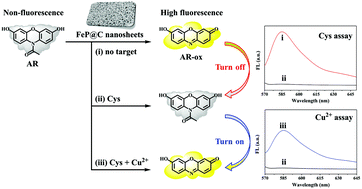 Graphical abstract: Two-dimensional FeP@C nanosheets as a robust oxidase mimic for fluorescence detection of cysteine and Cu2+