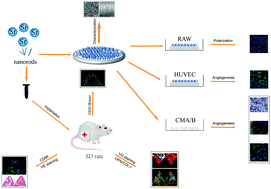 Graphical abstract: A vessel subtype beneficial for osteogenesis enhanced by strontium-doped sodium titanate nanorods by modulating macrophage polarization