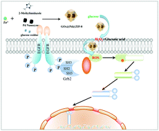 Graphical abstract: Nanoscale dual-enzyme cascade metal–organic frameworks through biomimetic mineralization as ROS generators for synergistic cancer therapy