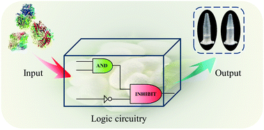 Graphical abstract: Constructing dual-readout logic operations based on the silk fibroin sol–gel transition
