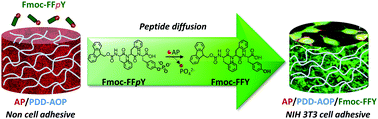 Graphical abstract: Enzyme assisted peptide self-assemblies trigger cell adhesion in high density oxime based host gels