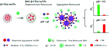 Graphical abstract: Discrimination of cysteamine from mercapto amino acids through isoelectric point-mediated surface ligand exchange of β-cyclodextrin-modified gold nanoparticles