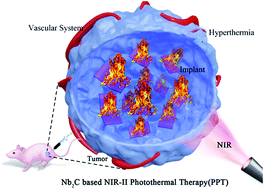 Graphical abstract: In situ phase-changeable 2D MXene/zein bio-injection for shear wave elastography-guided tumor ablation in NIR-II bio-window