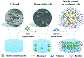 Graphical abstract: A bio-inspired injectable hydrogel as a cell platform for real-time glycaemic regulation