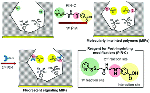 Graphical abstract: Signalling molecular recognition nanocavities with multiple functional groups prepared by molecular imprinting and sequential post-imprinting modifications for prostate cancer biomarker glycoprotein detection