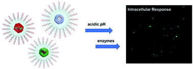 Graphical abstract: Controlled release of small molecules and proteins from DNA-surfactant stabilized metal organic frameworks