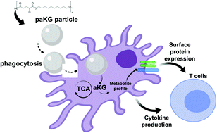 Graphical abstract: Metabolite releasing polymers control dendritic cell function by modulating their energy metabolism