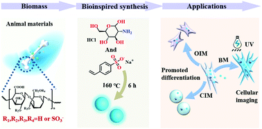 Graphical abstract: Sulfonated glycosaminoglycan bioinspired carbon dots for effective cellular labelling and promotion of the differentiation of mesenchymal stem cells