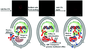 Graphical abstract: Unexpected reversible and controllable nuclear uptake and efflux of the DNA “light-switching” Ru(ii)-polypyridyl complex in living cells via ion-pairing with chlorophenolate counter-anions