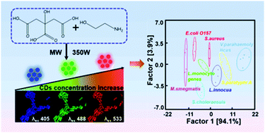 Graphical abstract: Identification of eight pathogenic microorganisms by single concentration-dependent multicolor carbon dots