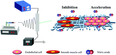 Graphical abstract: Fabrication of PCL/keratin composite scaffolds for vascular tissue engineering with catalytic generation of nitric oxide potential