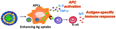 Graphical abstract: Co-delivery of antigens and immunostimulants via a polymersome for improvement of antigen-specific immune response