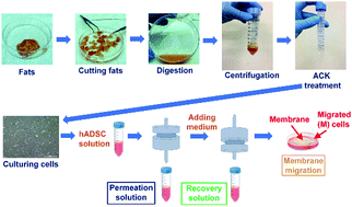 Graphical abstract: Culture and differentiation of purified human adipose-derived stem cells by membrane filtration via nylon mesh filters