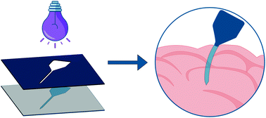 Graphical abstract: Mechanically adaptive implants fabricated with poly(2-hydroxyethyl methacrylate)-based negative photoresists