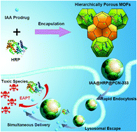 Graphical abstract: Efficient enzyme-activated therapy based on the different locations of protein and prodrug in nanoMOFs