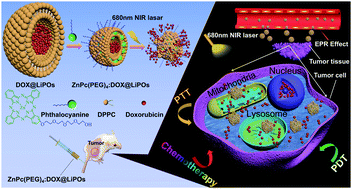 Graphical abstract: Photo-triggered release of doxorubicin from liposomes formulated by amphiphilic phthalocyanines for combination therapy to enhance antitumor efficacy