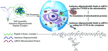 Graphical abstract: Intracellular delivery of therapeutic antisense oligonucleotides targeting mRNA coding mitochondrial proteins by cell-penetrating peptides