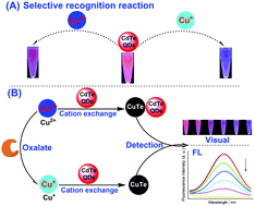 Graphical abstract: Rapid and highly sensitive visual detection of oxalate for metabolic assessment of urolithiasis via selective recognition reaction of CdTe quantum dots