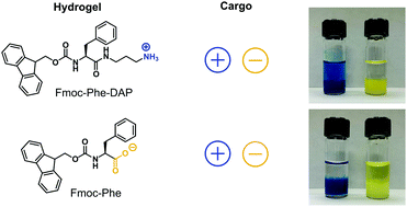 Graphical abstract: Electrostatic interactions regulate the release of small molecules from supramolecular hydrogels