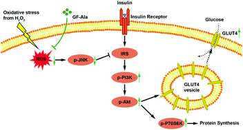 Graphical abstract: Amino acid modified gadofullerene protects against insulin resistance induced by oxidative stress in 3T3-L1 adipocytes