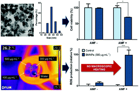 Graphical abstract: Reactive oxygen species (ROS) production in HepG2 cancer cell line through the application of localized alternating magnetic field