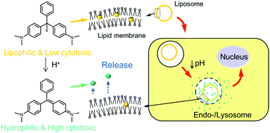 Graphical abstract: pH-triggered solubility and cytotoxicity changes of malachite green derivatives incorporated in liposomes for killing cancer cells