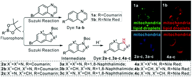 Graphical abstract: The application of nitrogen heterocycles in mitochondrial-targeting fluorescent markers with neutral skeletons